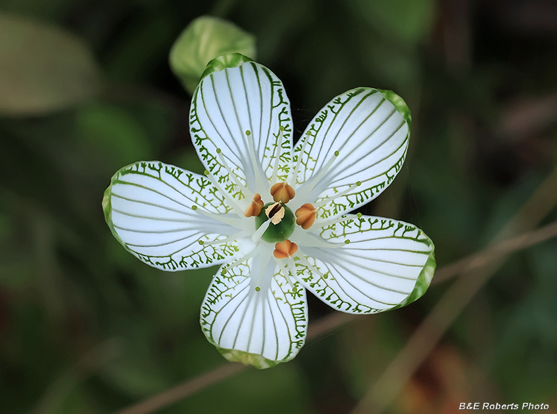 Parnassia_grandifolia