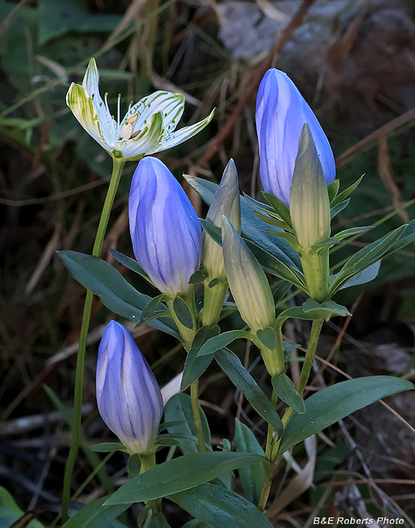 Gentiana_Parnassiaa