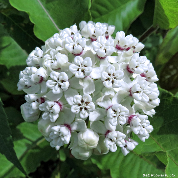 Red-Ring_Milkweed