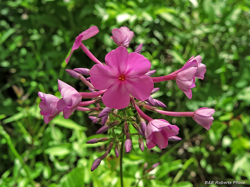 Phlox