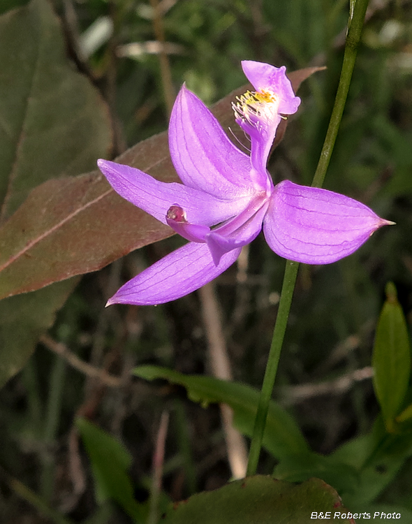 Calopogon