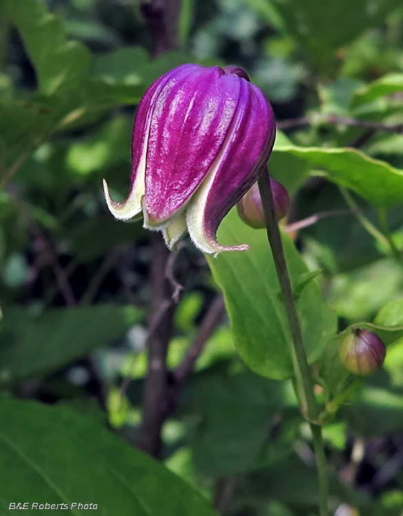 Clematis