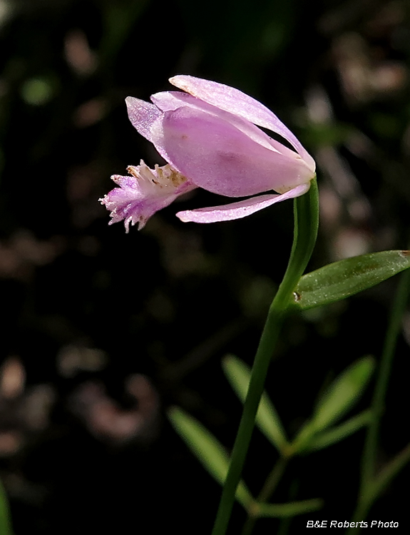 Rose_Pogonia