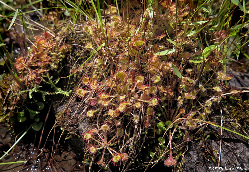 Drosera