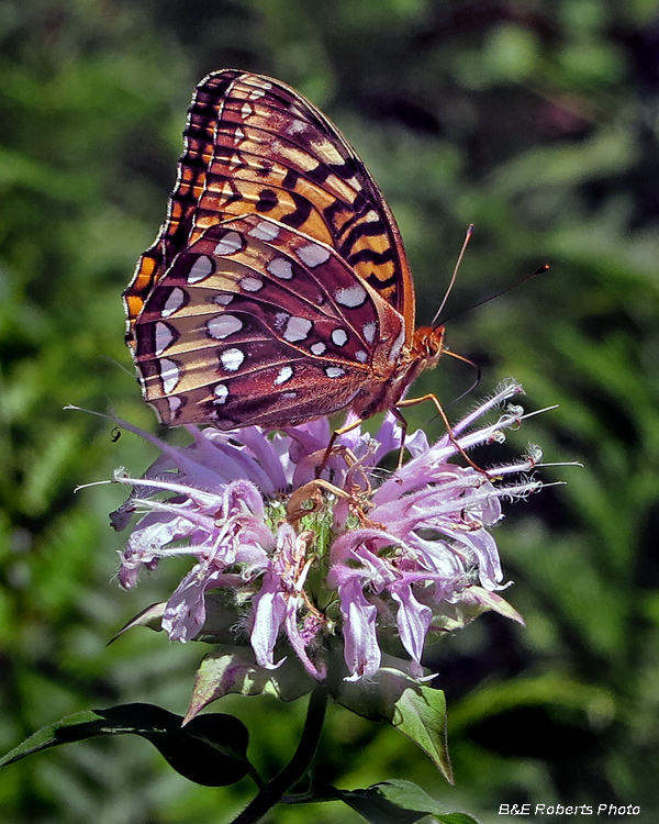 Fritillary_Monarda