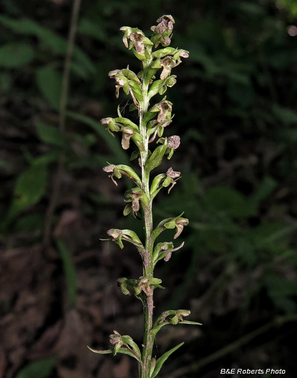 Platanthera_flava_var_herbiola