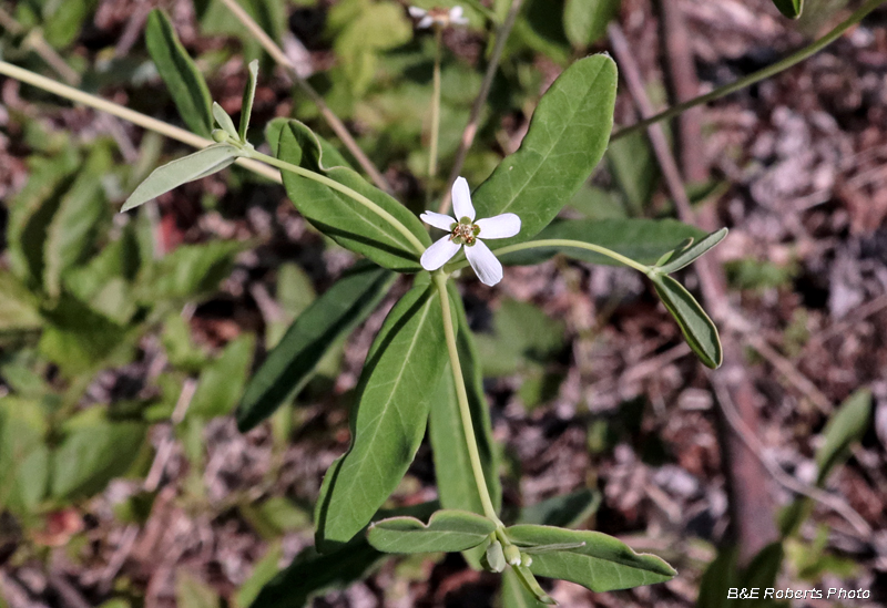 Flowering_Spurge