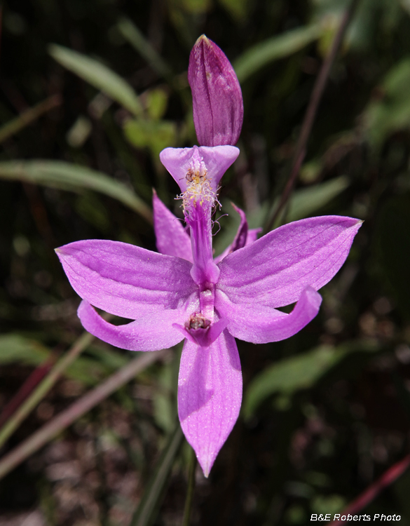 Grass_Pinks