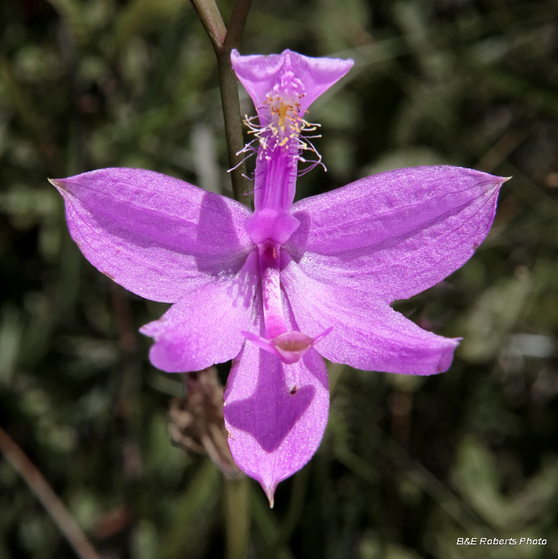 Grass_Pinks