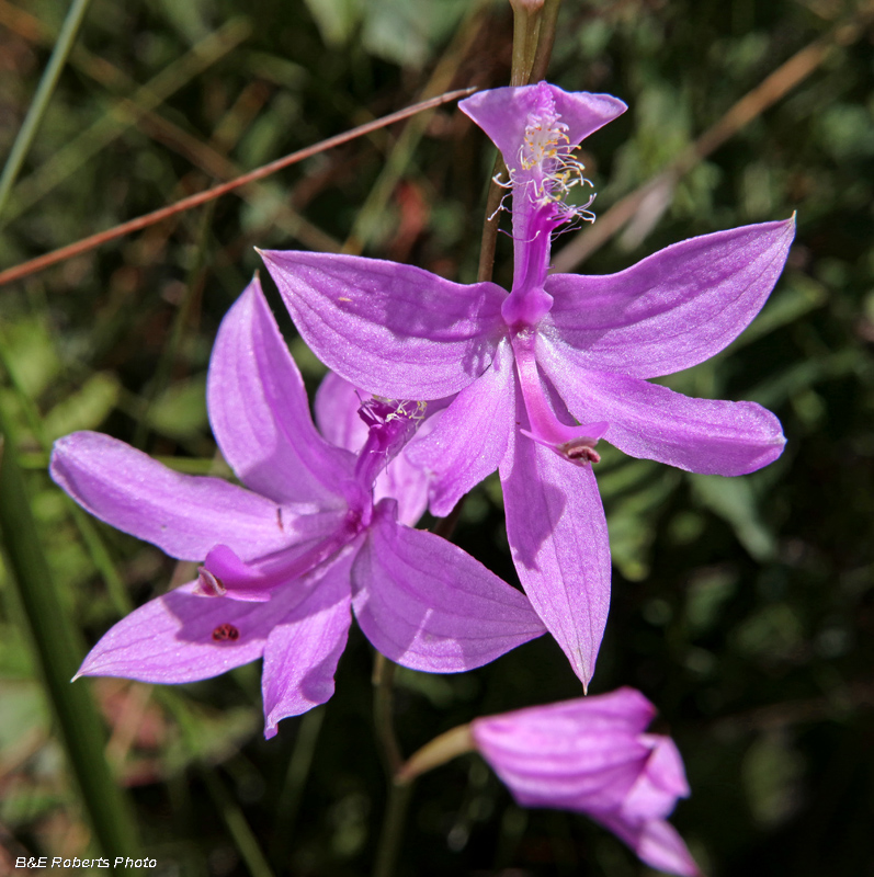 Grass_Pinks