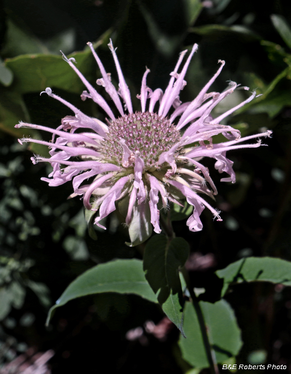 Monarda_fistulosa