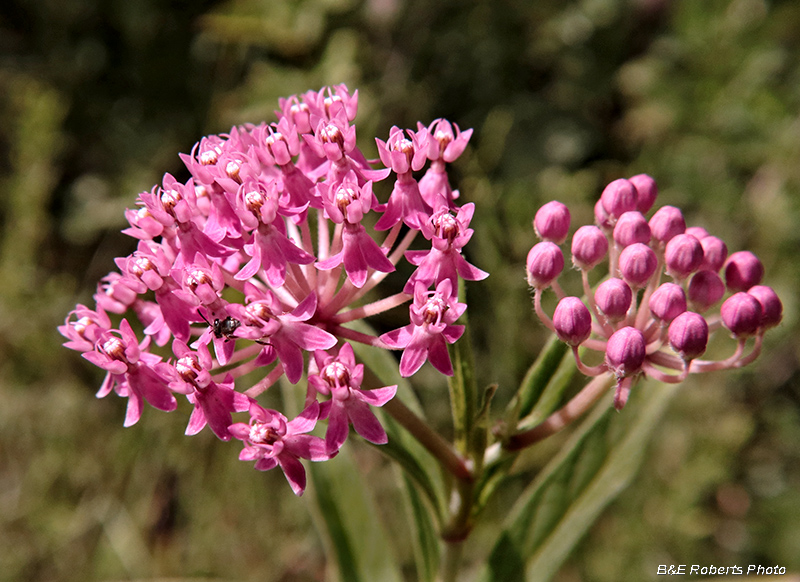 Milkweed