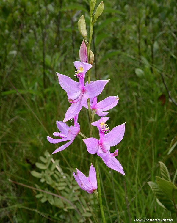 Calopogon