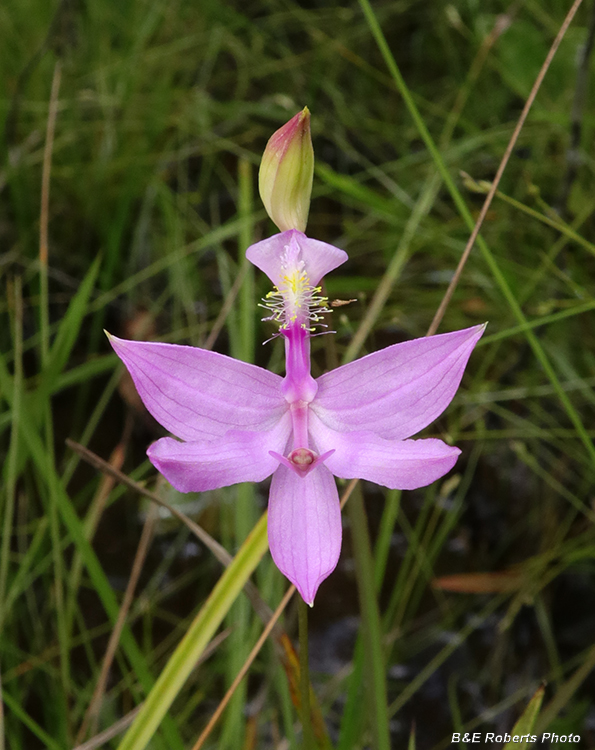 Calopogon