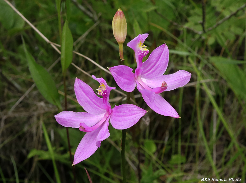 Calopogon