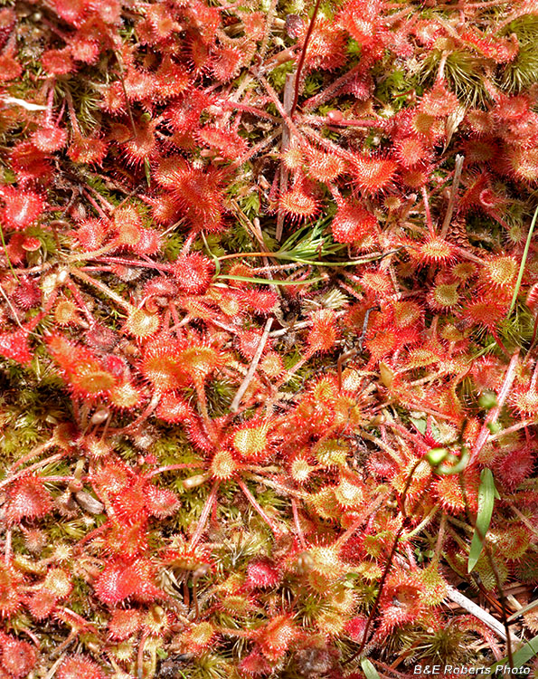 Drosera