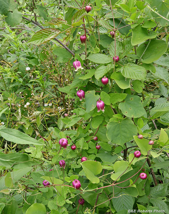 Clematis_viorna