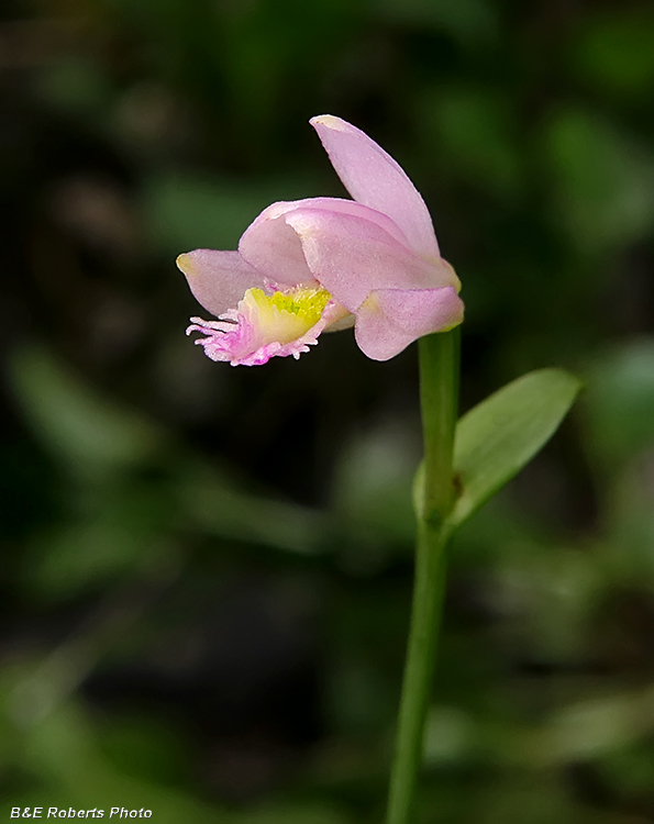 Rose_Pogonia