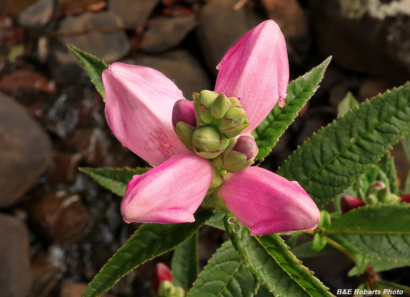 Chelone_obliqua