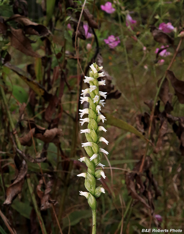 Spiranthes