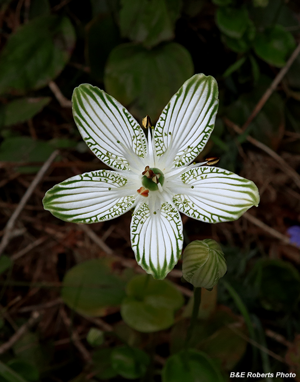 Parnassia_grandifolia