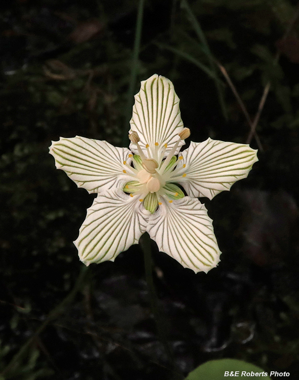 Parnassia_asarifolia