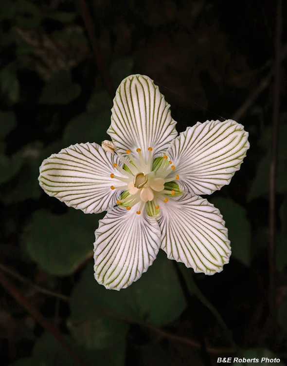 Parnassia_asarifolia