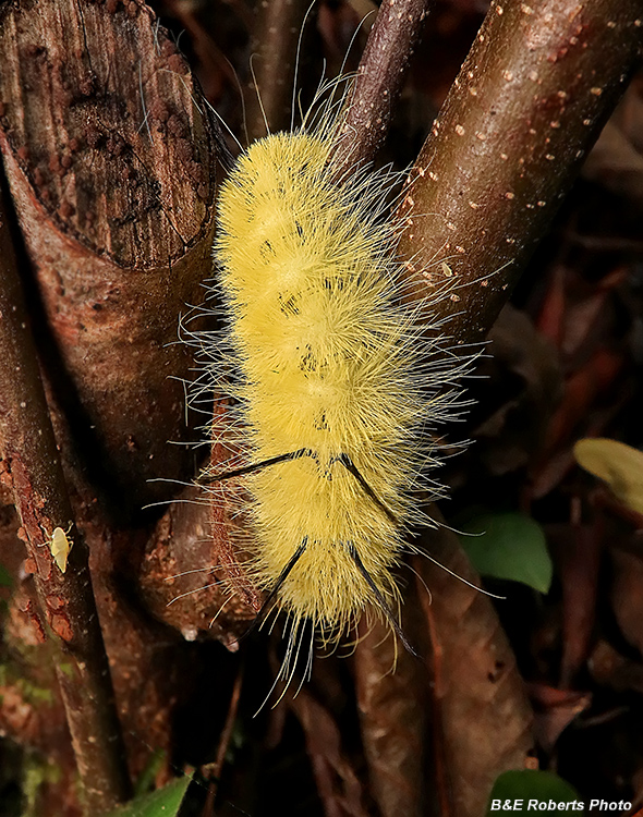 American_Dagger_Caterpillar