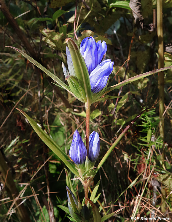 Gentiana_saponaria