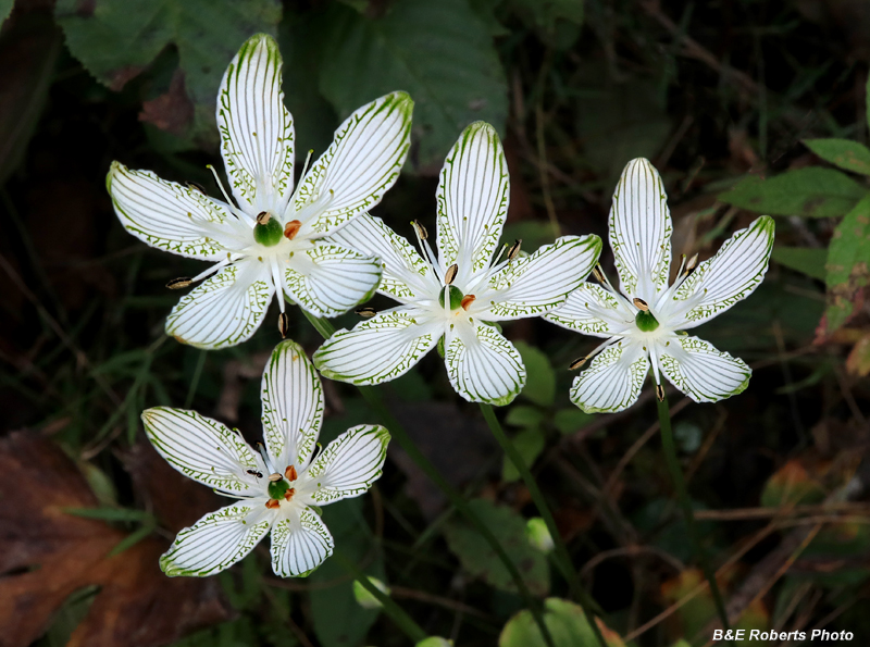 Parnassia_grandifolia