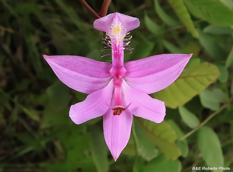 Calopogon