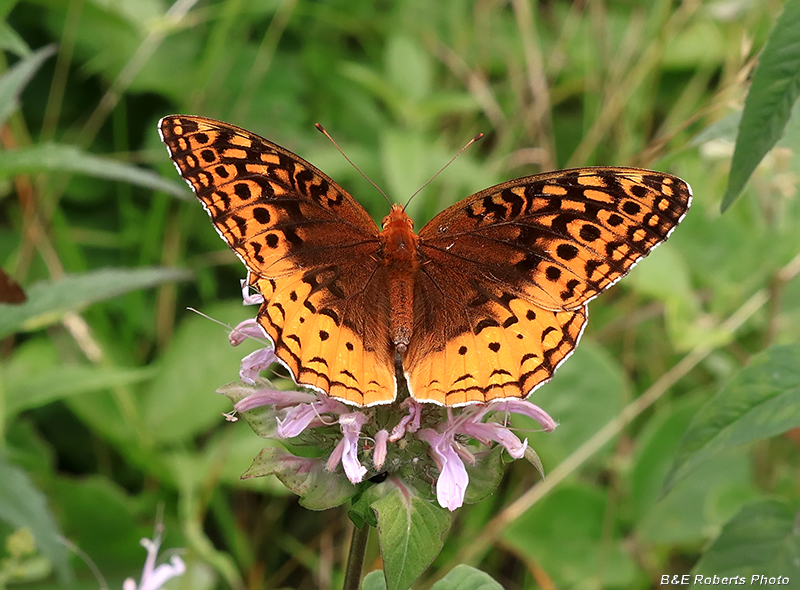 Great_Spangled_Fritillary