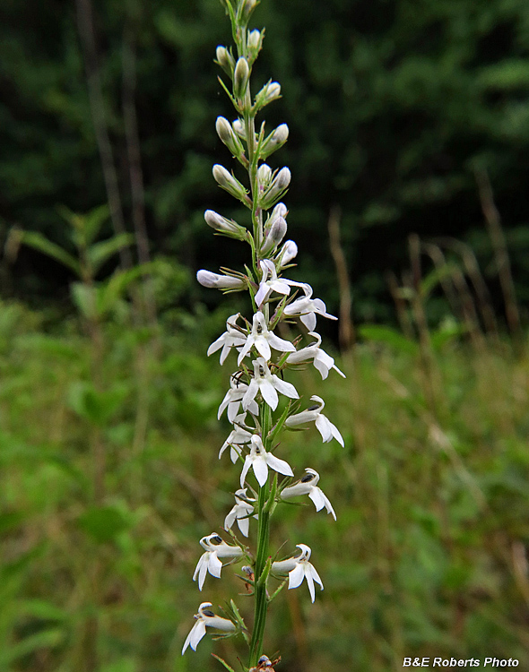 Lobelia