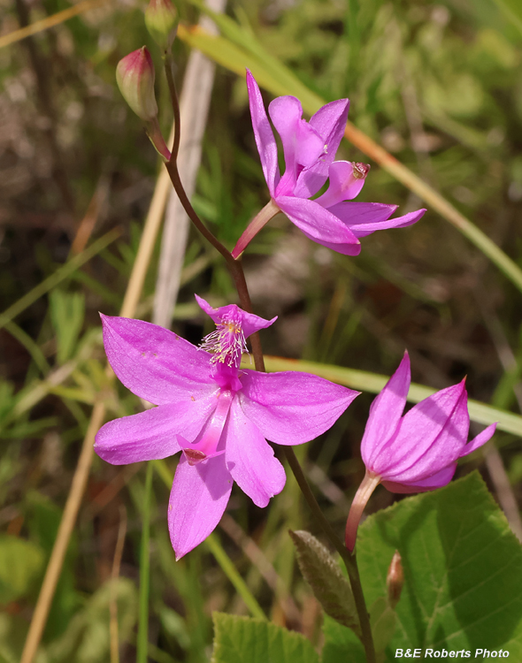 Calopogon