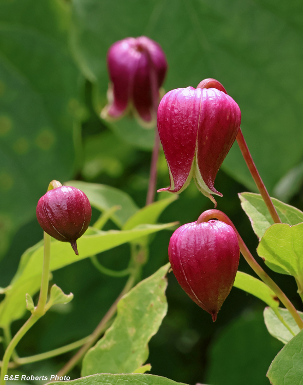 Clematis