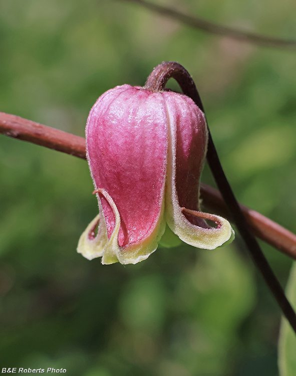 Clematis