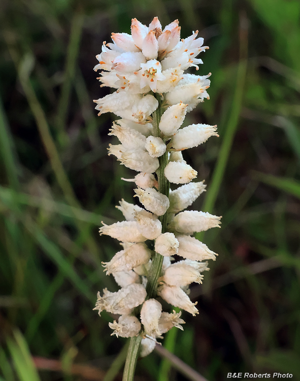 Colicroot