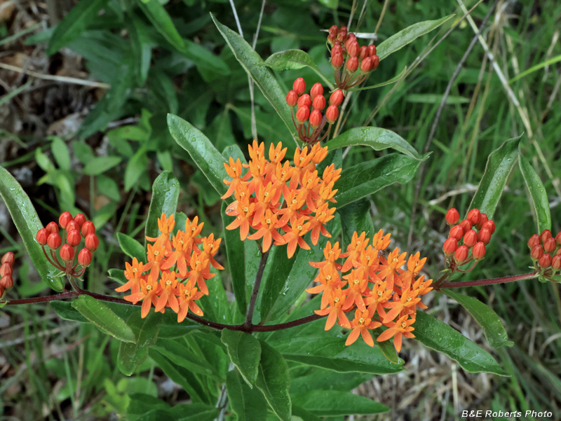 Butterfly_Weed