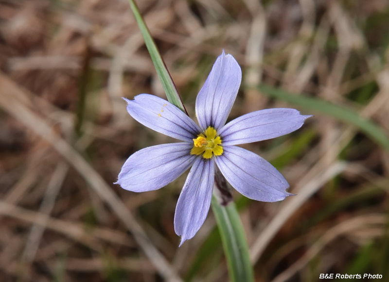 Blue_eyed_grass-800-wm.jpg