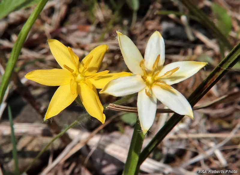 Yellow_star_grass