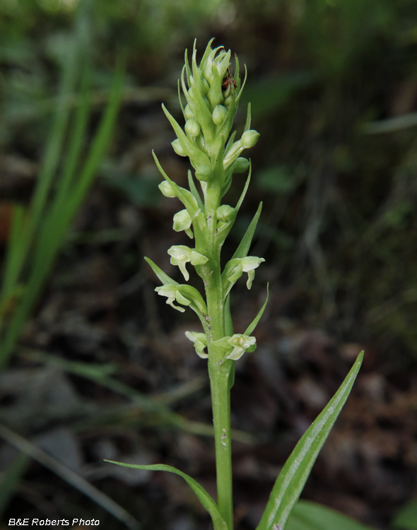 Platanthera_herbiola