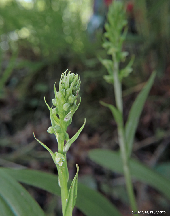 Platanthera_herbiola