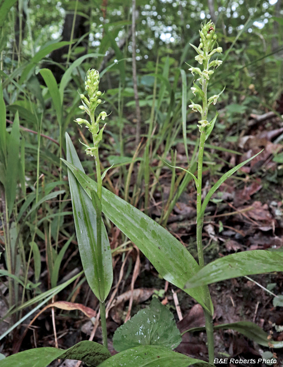 Platanthera_herbiola