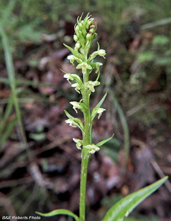 Platanthera_herbiola