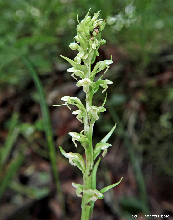 Platanthera_herbiola