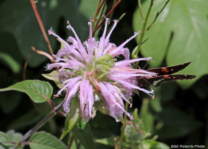 Monarda