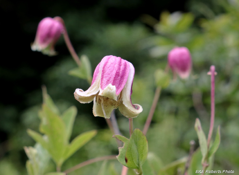 Clematis_viorna