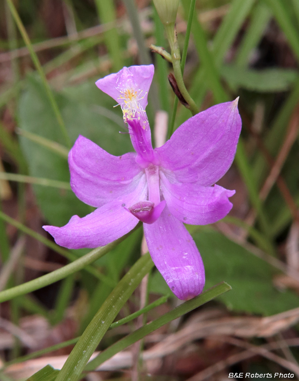 Calopogon