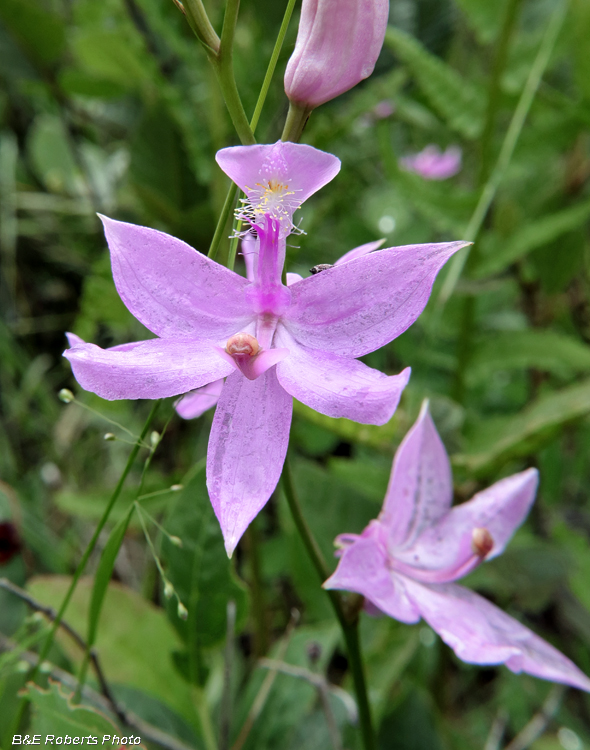 Calopogon