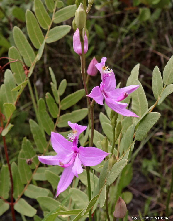 Calopogon